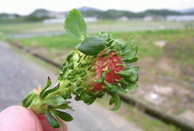 西瓜发芽长什么样，发芽的草莓长什么样图8