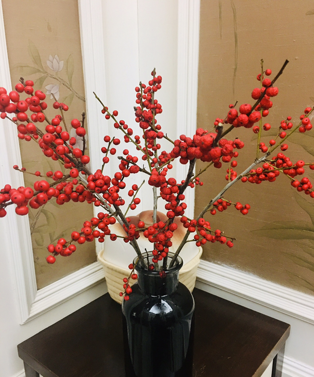 冬天的标志“北美冬青”，养一盆满树挂红果，日子“红红火火”