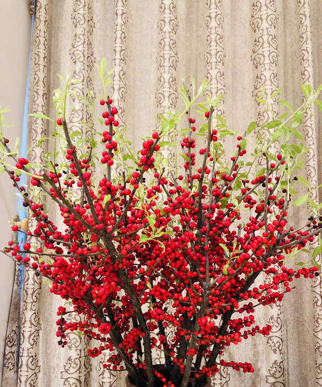 冬天的标志“北美冬青”，养一盆满树挂红果，日子“红红火火”