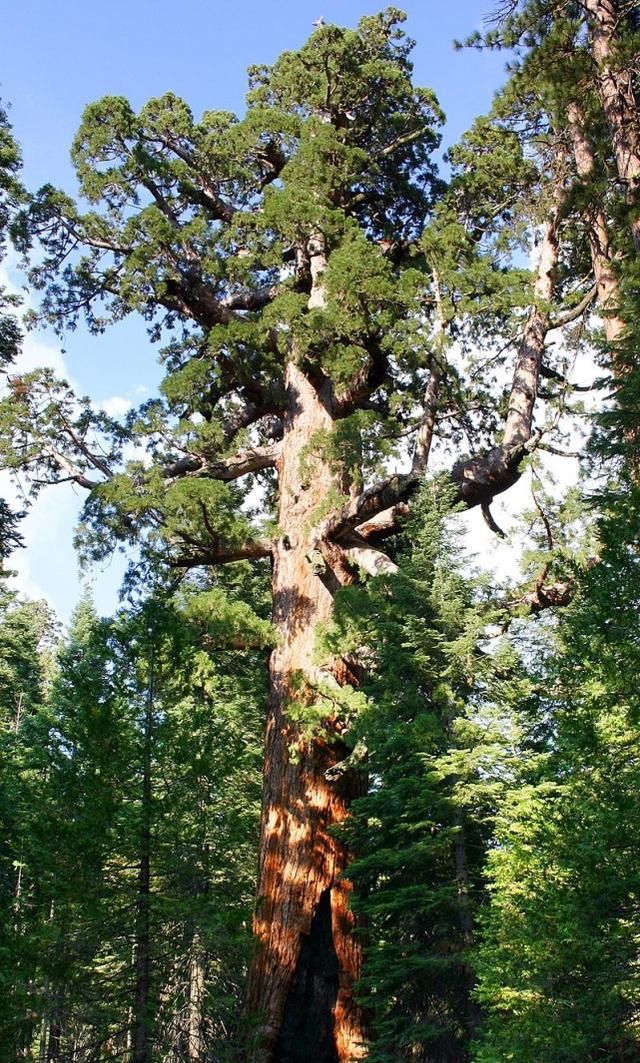 可长到110米，现存最大的树，因近100年的灭火行动差点绝后