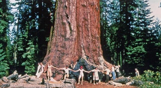 可长到110米，现存最大的树，因近100年的灭火行动差点绝后