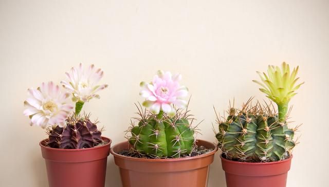 10种常见室内盆栽花卉和绿植的养护方法简介，从此不再是花卉杀手
