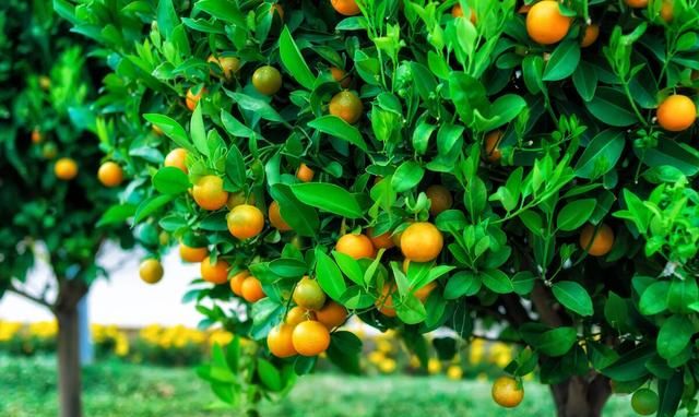 很实用！柑橘全年病虫害总结，方便果农速查及时管理
