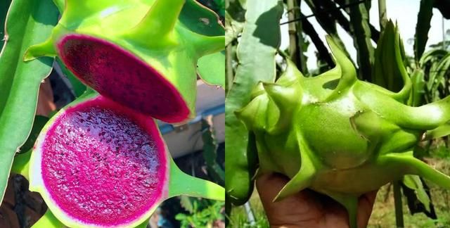 火龙果品种这么多，什么品种比较好吃，又容易种植的呢？