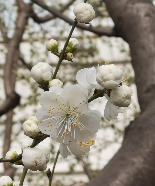 北京推27个最美赏花点 城区和郊区赏花日期出炉