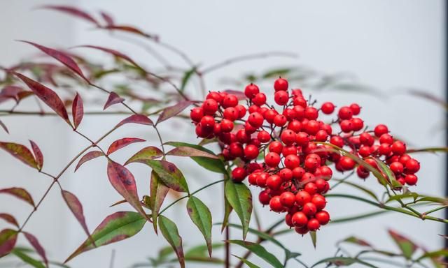 北方常绿植物名称及简介，收藏春天备用