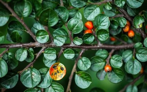 平枝栒子：满树红色的果子一直延续到冬天都不掉落