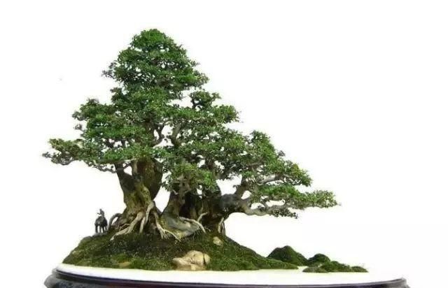业界都称对节白腊树为“盆景之王”，到底有什么神奇？