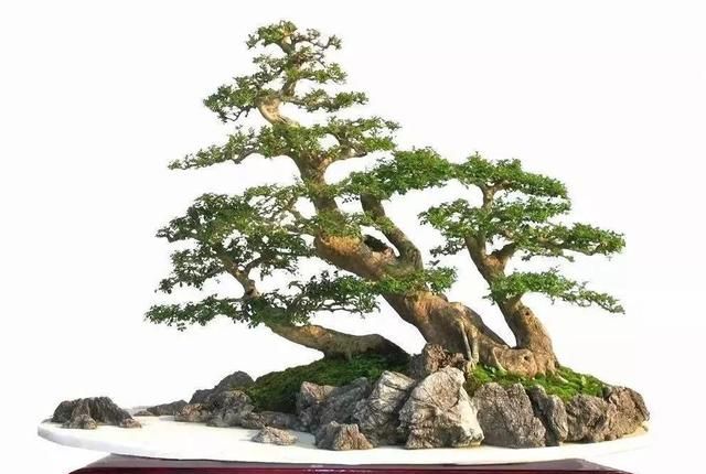 业界都称对节白腊树为“盆景之王”，到底有什么神奇？