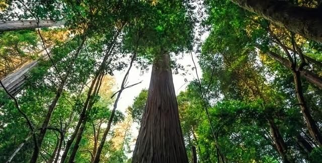 世界最高树木在美国，比我国最高树木高了33米多，却不让参观了