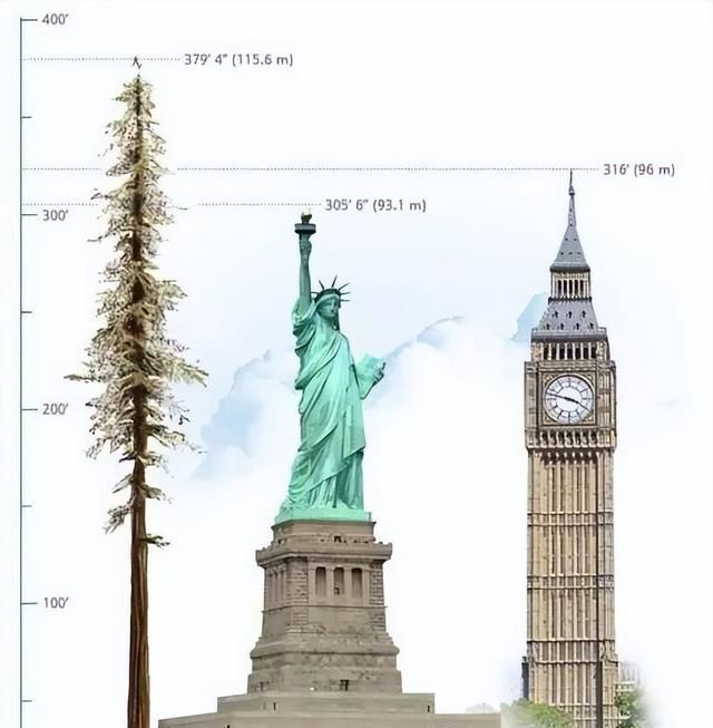 世界最高树木在美国，比我国最高树木高了33米多，却不让参观了