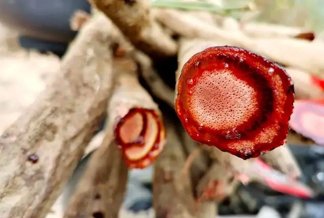 浦北有一种“流血”的树藤，价格不菲，你见过吗？