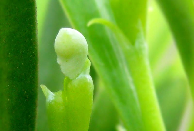 常见的裸子植物