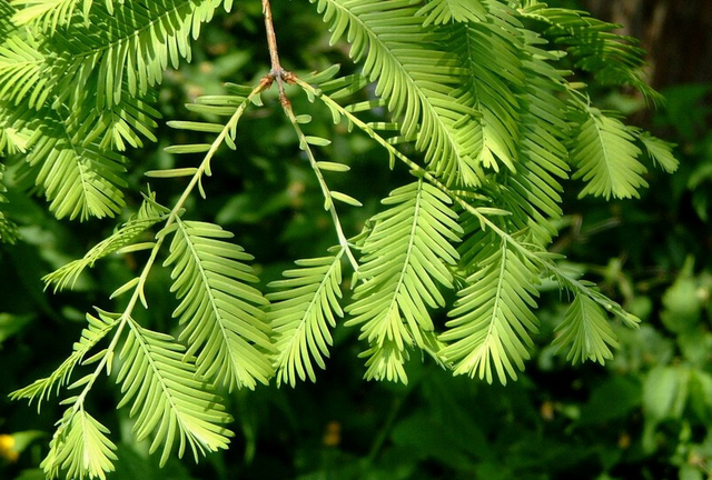 常见的裸子植物