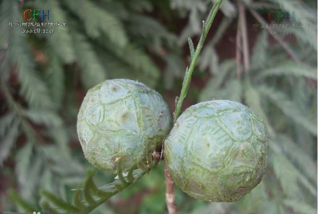 常见的裸子植物