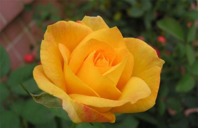 黄玫瑰的花语是什么意思？是幸运和已逝的爱，不要轻易送给恋人