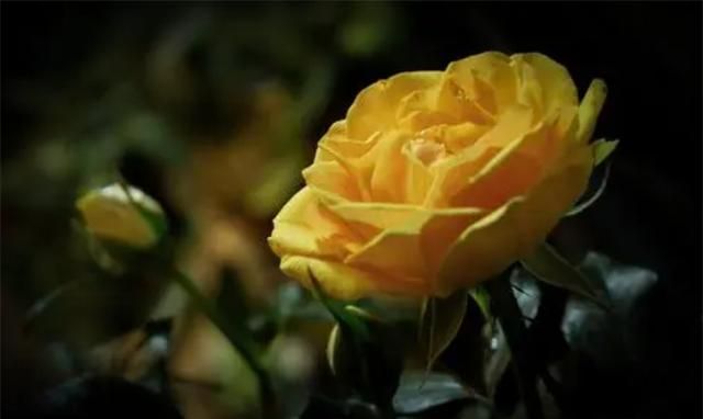 黄玫瑰的花语是什么意思？是幸运和已逝的爱，不要轻易送给恋人