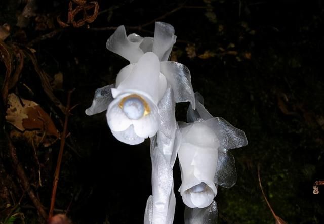 水晶兰也叫“幽灵兰”，今春多地出现，专家：野外见到别随意采摘
