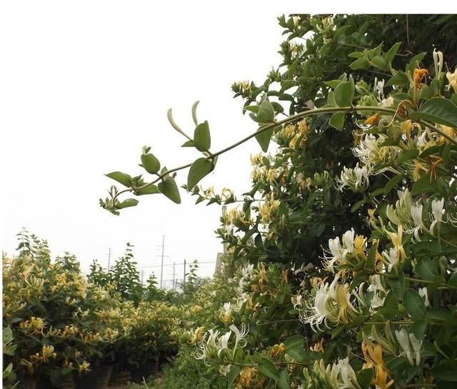 金银花主要特征特性及高效栽培关键技术