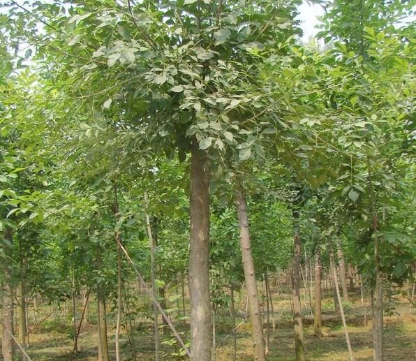 白蜡树种植技术
