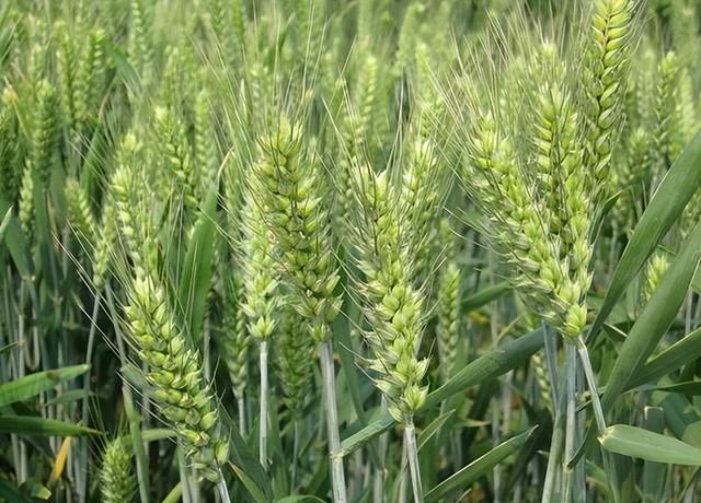 小麦的高产栽培技术