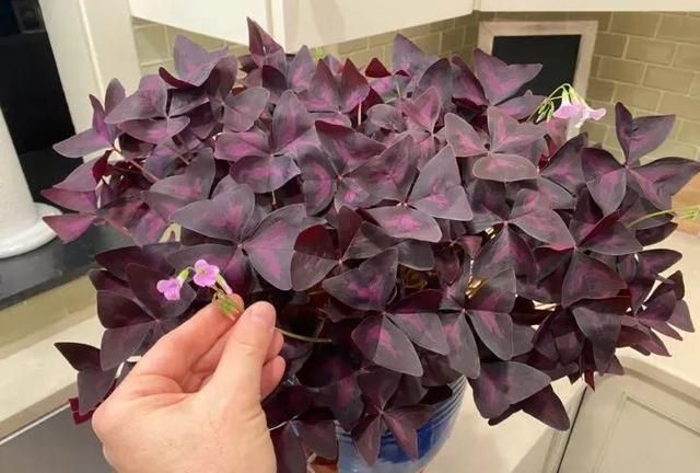 秋季买块茎培育紫叶酢浆草，可以快速长芽开花，适合养在小窗台上