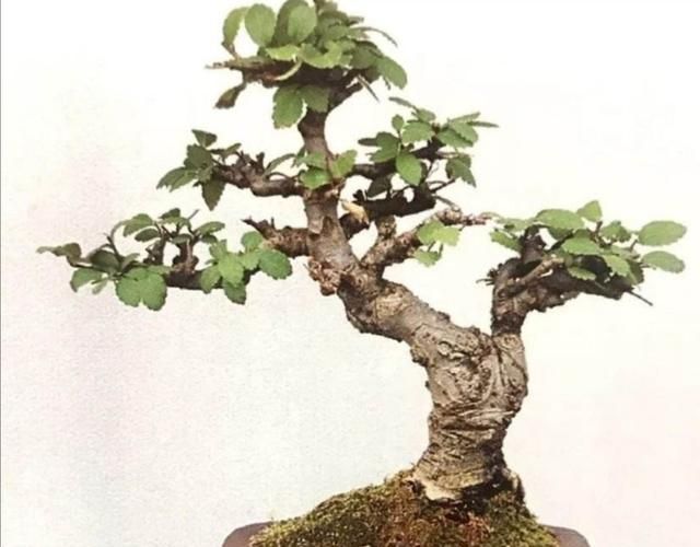 野外常见的榆树，简单经过4个“步骤”，制作成美观的盆景