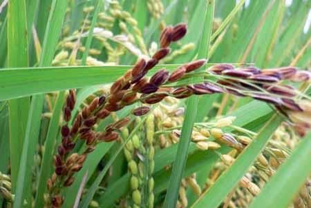 水稻主要病虫害防治要点及使用药剂都在这，越早知道越好！