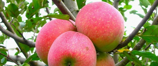 苹果栽培技术