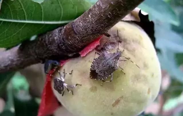 桃树9种重点虫害高清图谱及防治方案介绍