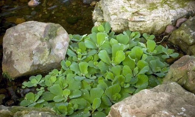 9种养在水中很难养死的水生植物，还能开出精致的花朵