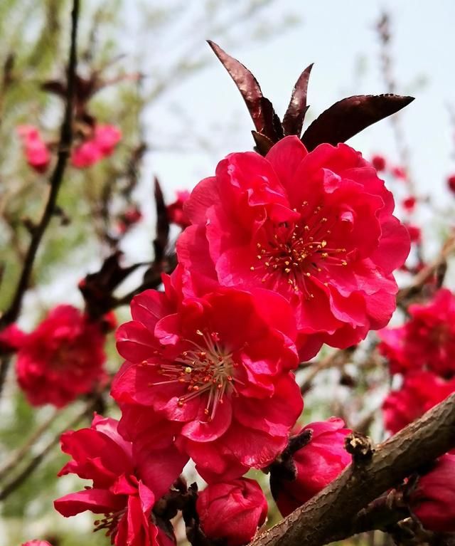 紫叶碧桃～芳菲妩媚，花叶皆美，是优良的观叶观花树种