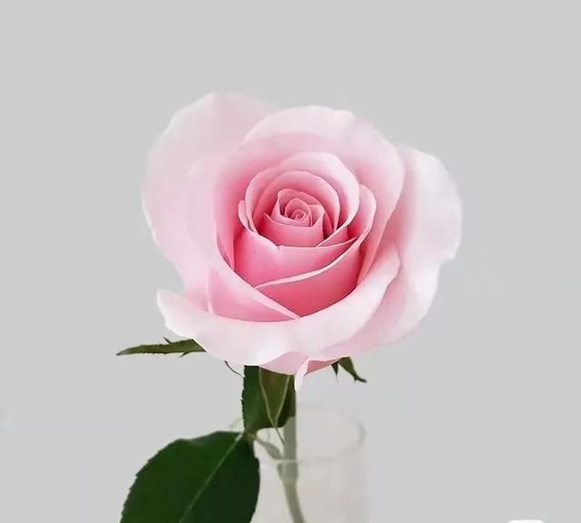 送你粉色玫瑰，愿你永远不失少女心