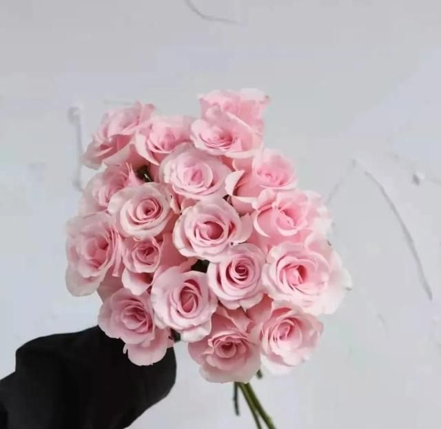 送你粉色玫瑰，愿你永远不失少女心