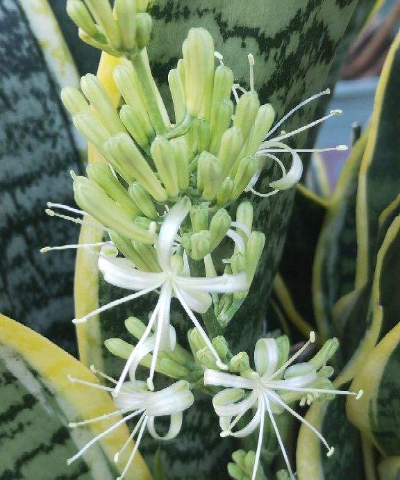 3种花带了“金项链”，有吉祥富贵的好兆头，适合当做年宵花