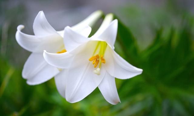 百合开数花，孤芳更清淑——百合花