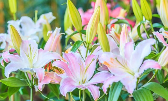 百合开数花，孤芳更清淑——百合花