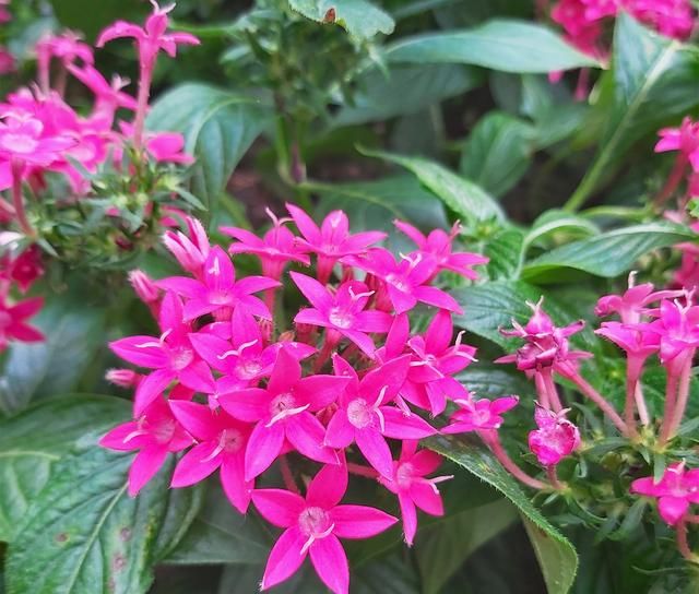 18种广州户外冬季常见的花卉植物，被绿色覆盖的冬天也很浪漫