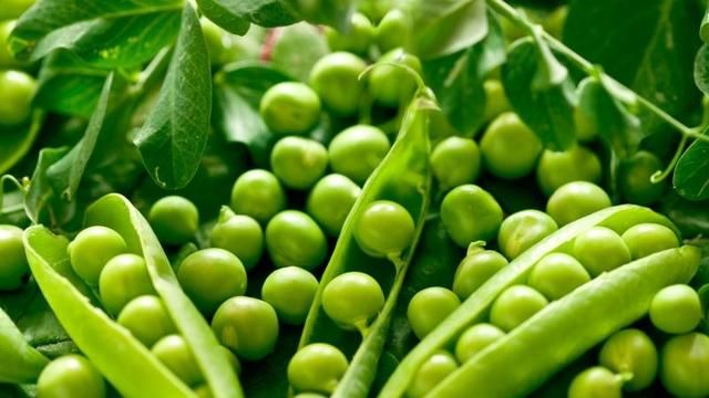 人人都爱吃豆子：豆科植物的大家族，你都了解多少？