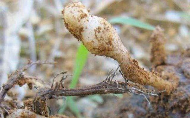 香蕉没有种子，依靠什么方式进行繁殖？看三大生长发育特性就了解