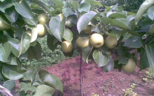 梨树种植，在管理上做好这7点，梨树优质又高产有希望
