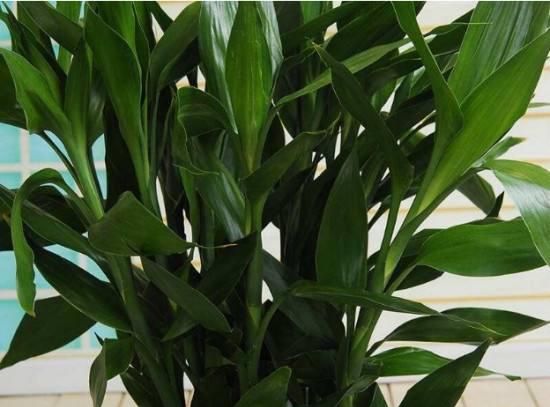 水培富贵竹，注意4点，绿油油特别茂盛，不黄叶根系壮，越长越旺