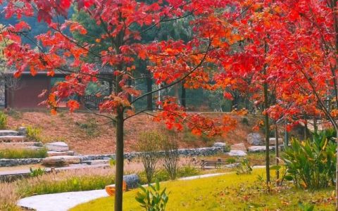 长沙岳麓山的枫叶红了吗,来省植物园抓住最后的赏葵时机