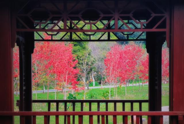 秋意正浓，长沙这个公园的枫叶红了