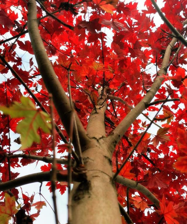 秋意正浓，长沙这个公园的枫叶红了