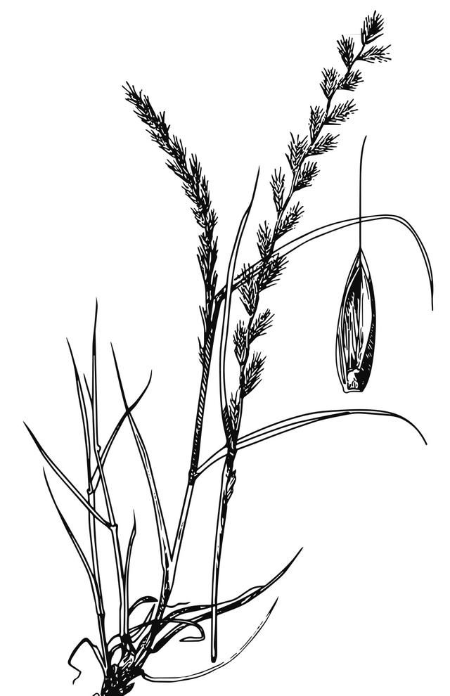 多花黑麦草（Italian Ryegrass ）