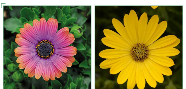 早春花园的视觉盛宴，用这8种南非万寿菊来实现吧