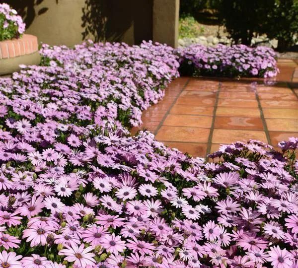 早春花园的视觉盛宴，用这8种南非万寿菊来实现吧