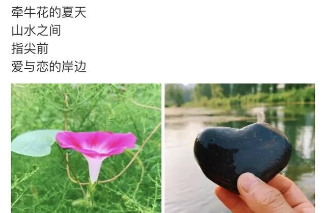 牵牛花的夏天