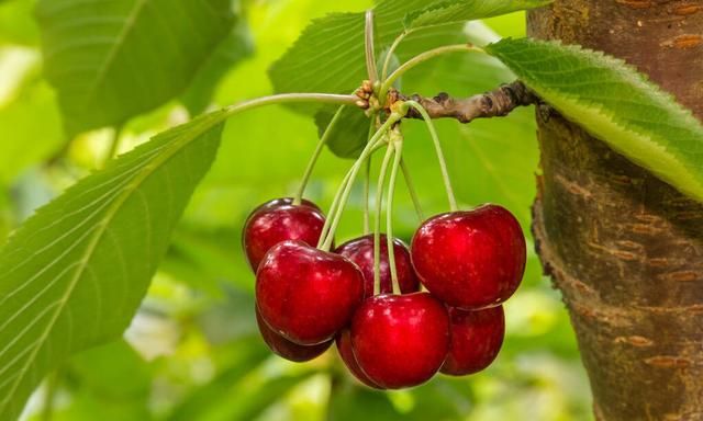 种植樱桃，用什么品种嫁接？什么时候进行？